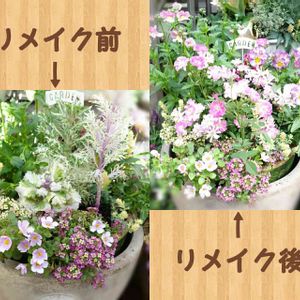 寄せ植え,鉢植え,花のある暮らし,寄せ植えリメイク,おうち園芸の画像