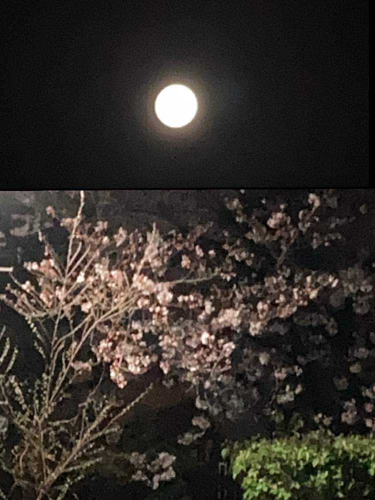 の画像 by 里はんさん | 月と桜…。と夜にと綺麗にと花に酔いと春の色といい色してると輝きをあなたにとハーモニー…と癒されるとコロナに負けないでとスマホで撮影とありのままにと『2021桜』フォトコンテストと雲仲間