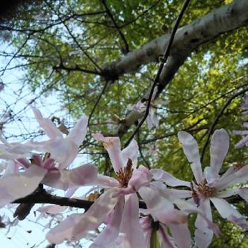 桃花姫コブシの投稿画像一覧 Greensnap グリーンスナップ