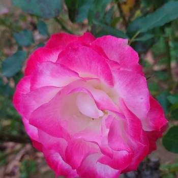 ㊗️まこちゃん1000picの画像 by カタカゴさん | お出かけ先とばらとバラ、薔薇、ばらと薔薇プリンセスドウモナコとお祝いpicと代々木公園と医療・介護の皆様に感謝と素敵な花とお花大好きときれいとありがとう医療従事者の方々としあわせ運べるようにと月曜日にはバラをと㊗️まこちゃん1000picと良い香りと頑張ろう日本❣️