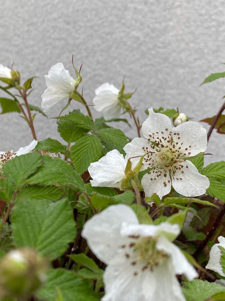 ラズベリーの投稿画像 By ラベンダーさん 白い花とおうち園芸 21月3月29日 Greensnap グリーンスナップ