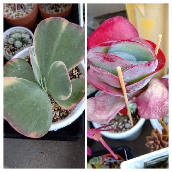 都会の緑の投稿画像一覧 Greensnap グリーンスナップ