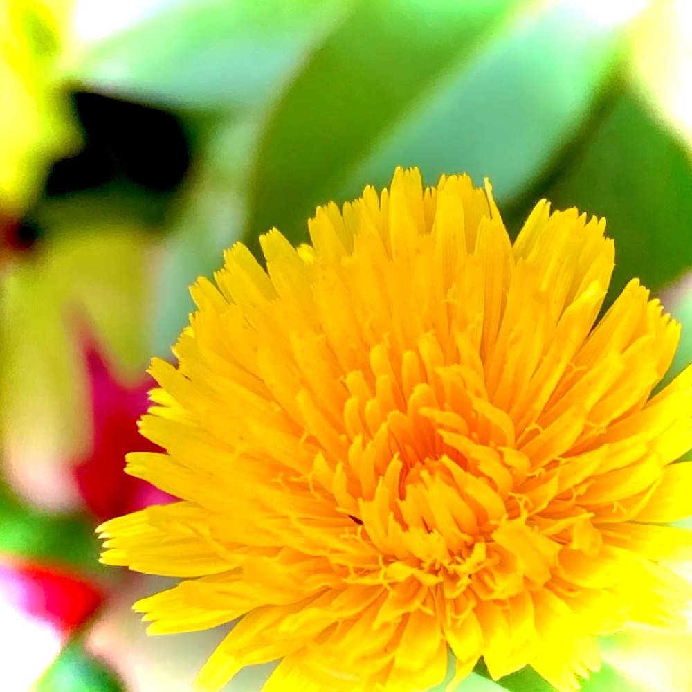 花言葉の投稿画像 By ヒーちゃんさん 誕生花とタンポポの花と今日はなんの日 21月3月29日 Greensnap グリーンスナップ