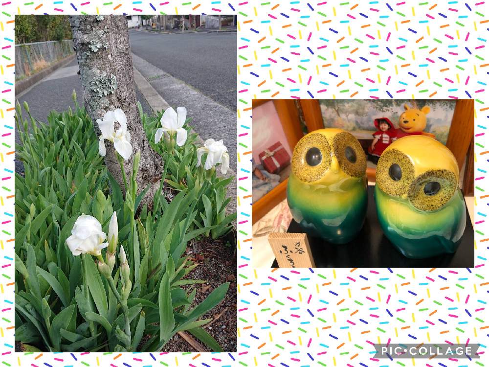 着楽会の投稿画像 By 花丸さん フクロウ祭とおうち園芸 21月3月29日 Greensnap グリーンスナップ