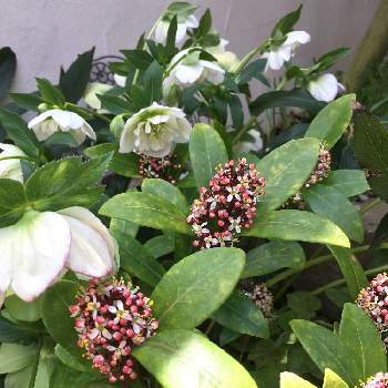 スキミヤ スキミア の育て方 水やりや植え替えの頻度は Greensnap グリーンスナップ