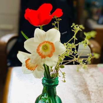 可愛い花瓶の投稿画像一覧 Greensnap グリーンスナップ