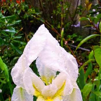 イチハツの花の投稿画像一覧 Greensnap グリーンスナップ
