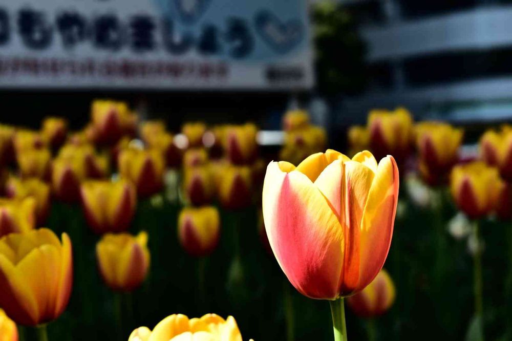 masaharuさんの横浜公園への投稿