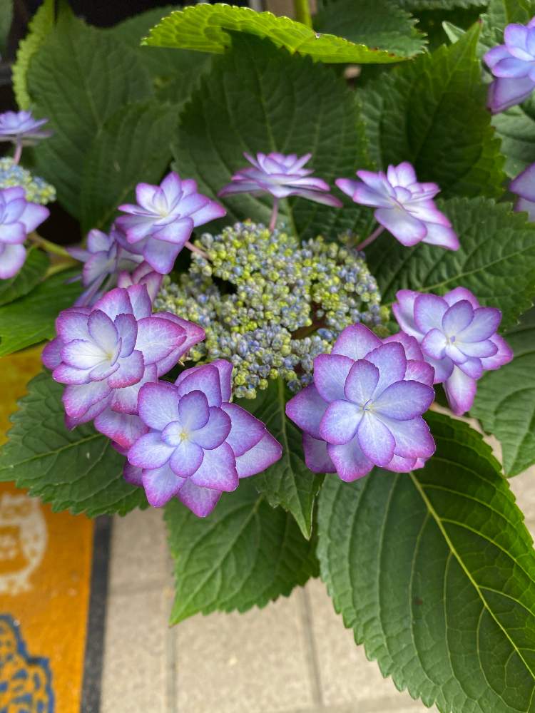 開花の投稿画像 By Pennyさん ガクアジサイ と紫陽花 アジサイ あじさいとアジサイ 紫陽花と鉢植え 21月3月29日 Greensnap グリーンスナップ