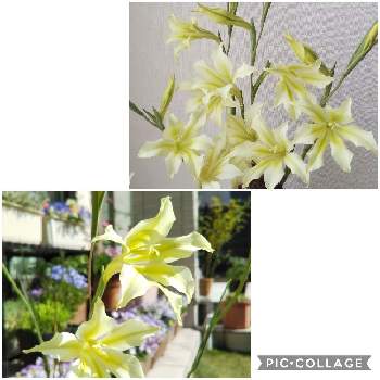 スプリンググラジオラスの投稿画像一覧 Greensnap グリーンスナップ