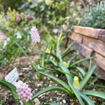 ムスカリ ピンクサンライズの投稿画像一覧 Greensnap グリーンスナップ