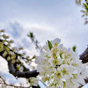 すももの花の投稿画像一覧 Greensnap グリーンスナップ すももの花の投稿画像一覧 Greensnap グリーンスナップ