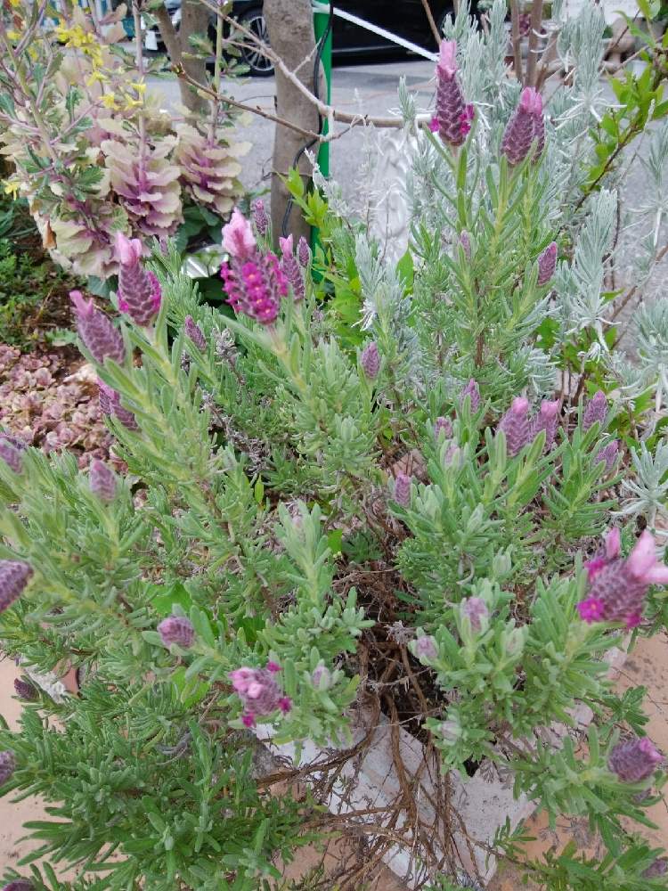 ラベンダーの投稿画像 By ビックペンさん 21月3月29日 Greensnap グリーンスナップ