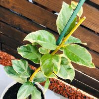 レモン,レモン ピンクレモネード,植え替え,希少,檸檬の画像