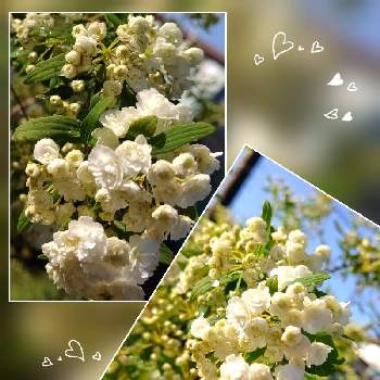 コデマリ　八重咲きの画像 by ユミティさん | お出かけ先と八重コデマリと花壇と白い花と白いお花と小さいお花♡とコデマリ　八重咲き