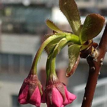 八重桜 関山の投稿画像一覧 Greensnap グリーンスナップ