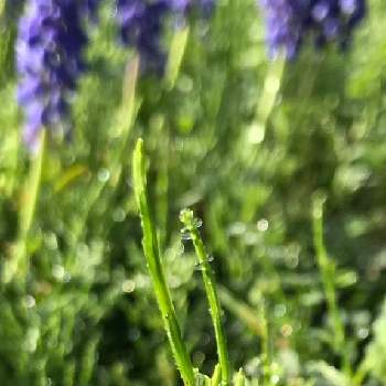 スギナの投稿画像一覧 Greensnap グリーンスナップ