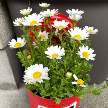 ポストの投稿画像一覧 Greensnap グリーンスナップ