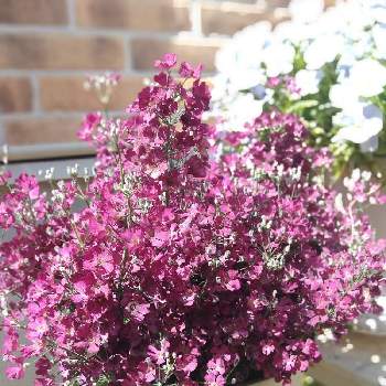 ウィンティ の投稿画像一覧 Greensnap グリーンスナップ