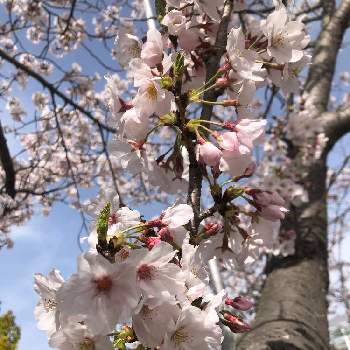 お気に入り⭐️の画像 by うさぴょんさん | お出かけ先とソメイヨシノ・桜と見つけた♫と仕事場にてと木がある暮らしと可愛いお花♪とお気に入り⭐️と花のある暮らし