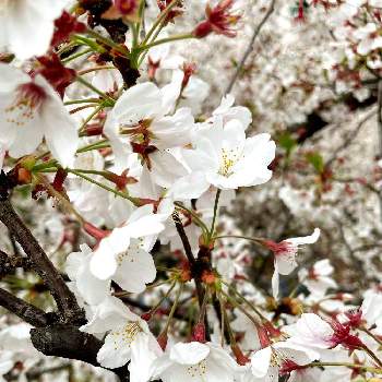 ソメイヨシノ・桜の画像 by ょちをさん | お出かけ先とソメイヨシノとソメイヨシノ・桜とサクラ(ソメイヨシノ)と『2021桜』フォトコンテスト
