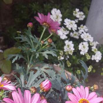 かだんの花の画像 by miさん | ロータス ブリムストーンと宿根イベリスとマーガレット ラブリーフレンドとはるが来た！とかだんの花