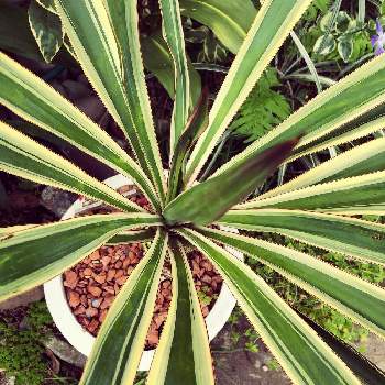 ユッカ グロリオサ バリエガータの投稿画像一覧 Greensnap グリーンスナップ