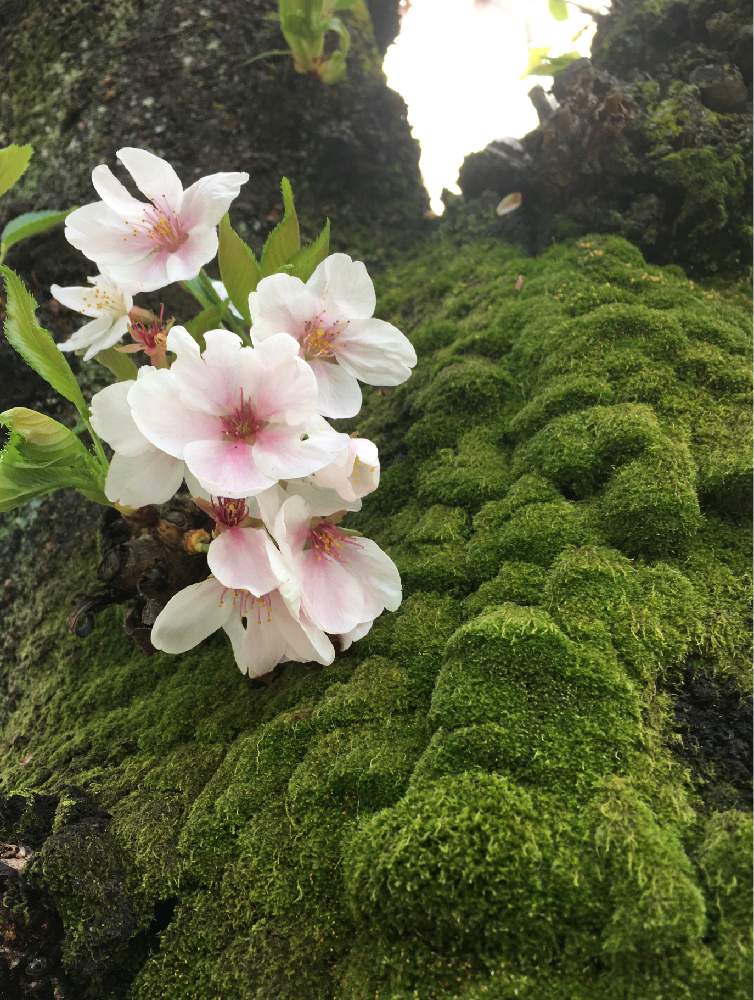 ソメイヨシノの投稿画像 By Maki24さん 若葉とピンクの花と花のある暮らしと待ってたよと 21桜 フォトコンテストとさくらと苔 こけ と花より団子 21月3月29日 Greensnap グリーンスナップ