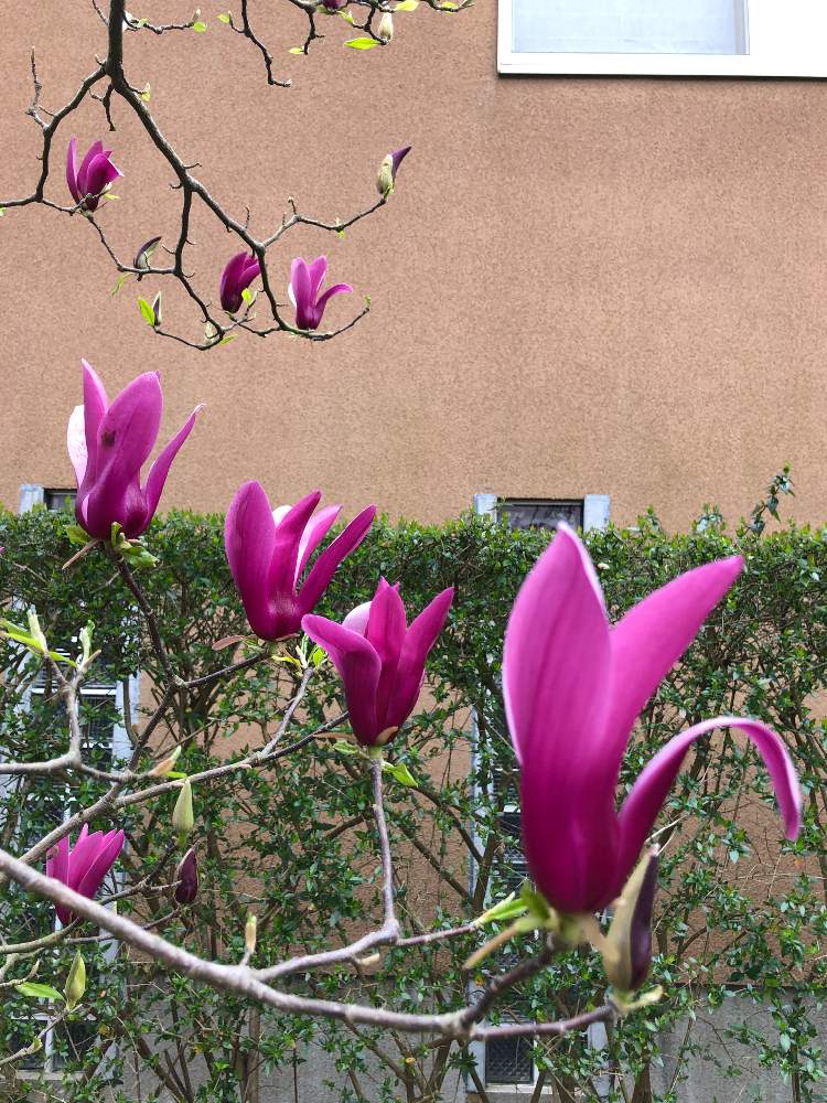 シモクレンの投稿画像 By ケントさん モクレンと花木と紫色の花と散歩と庭木と緑道 21月3月29日 Greensnap グリーンスナップ