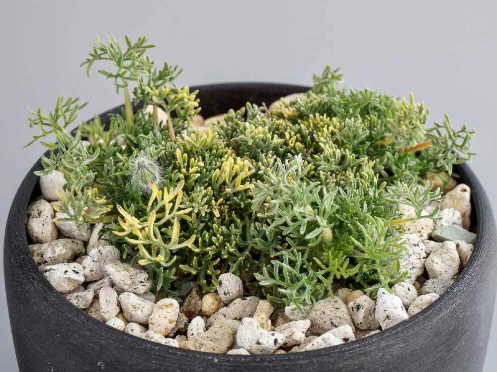 Monsonia herrei (Sarcocaulon herrei) 実生記録＋メモ｜🍀GreenSnap