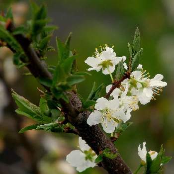 スモモの花の投稿画像一覧 Greensnap グリーンスナップ