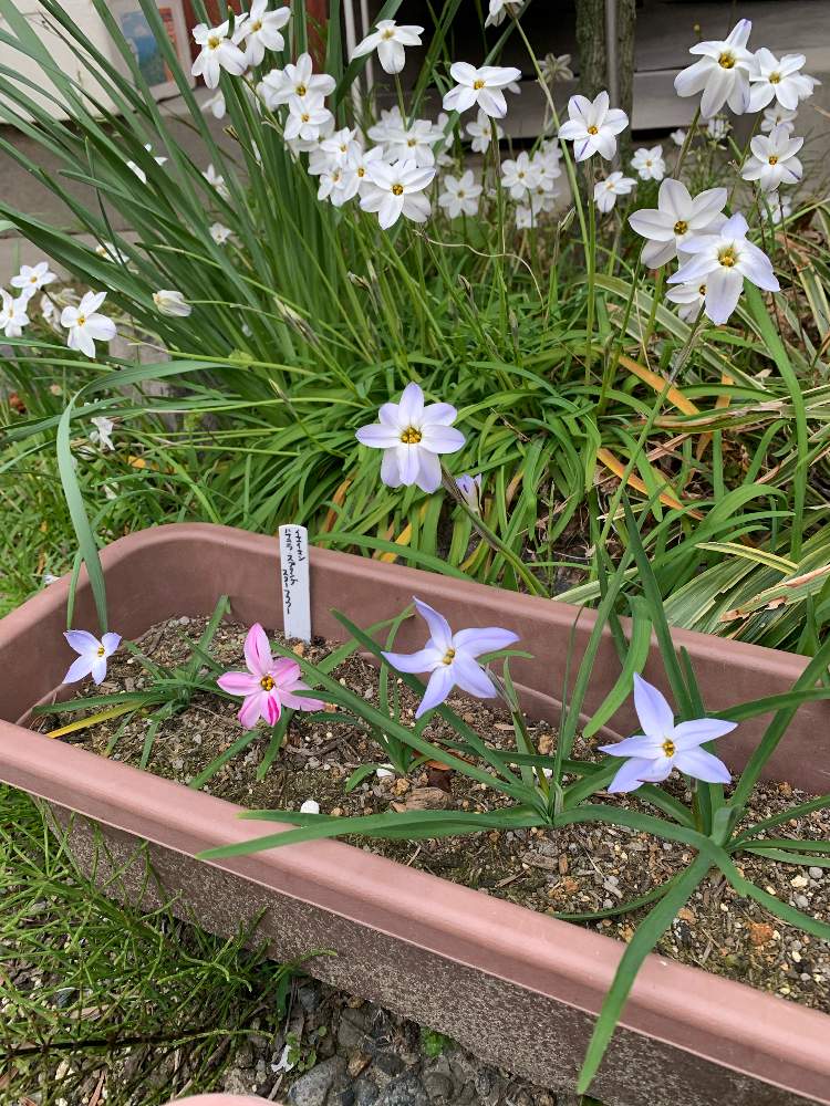 イエイオン スプリングスターフラワーの投稿画像 By くわまささん プランターとお花が咲いたとチーム愛知と 秋植え球根21 フォトコンテストとハナニラ イエイオンとハナニラ属 イフェイオン属 とプランターとお花が咲いたとチーム愛知と 秋植え球根21 フォト イエイオン スプリングスターフラワーの投稿画像 By くわまささん プランターとお花が咲いたとチーム愛知と 秋植え球根21 フォトコンテストとハナニラ イエイオンとハナニラ属 イフェイオン属 とプランターとお花が咲いたとチーム愛知と 秋植え球根21 フォト