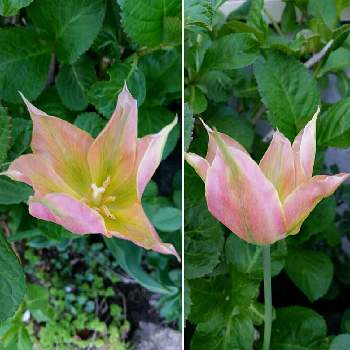 植えっぱなしのチューリップの投稿画像一覧 Greensnap グリーンスナップ 植えっぱなしのチューリップの投稿画像一覧 Greensnap グリーンスナップ
