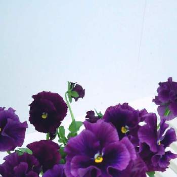 フリフリパンジー(フリンジタイプ)の画像 by かすみそうさん | 玄関とフリフリパンジー(フリンジタイプ)と花のあるくらしと好きな色とおうち園芸と花に魅せられてと可愛い〜♡とリフレッシュ♡と大切なはなといやし♪と紫のお花