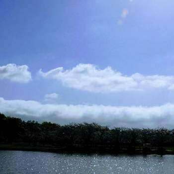 雲取りの画像 by m＆oさん | お出かけ先と水辺の風景と都立水元公園と今朝の散歩道です。と雲仲間と空撮りと朝の散策の時と今朝の１枚と雲取り