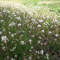タネツケバナ,散歩の途中で∪∵∪,白組♪の画像
