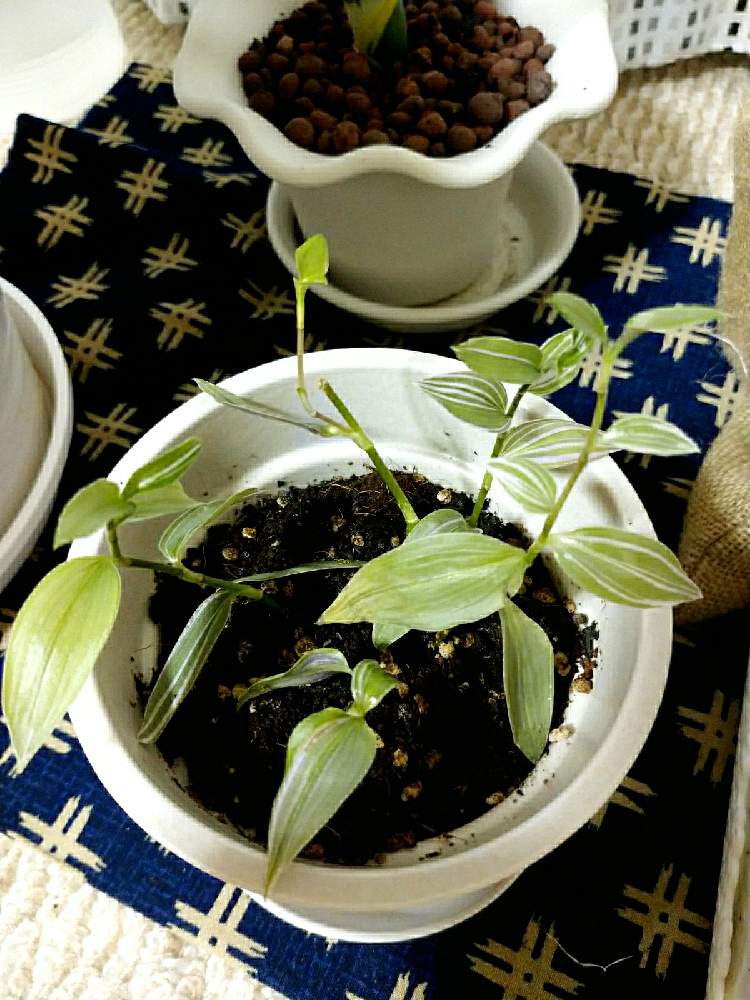 水差しから土植えにしました Greensnap グリーンスナップ 水差しから土植えにしました Greensnap グリーンスナップ