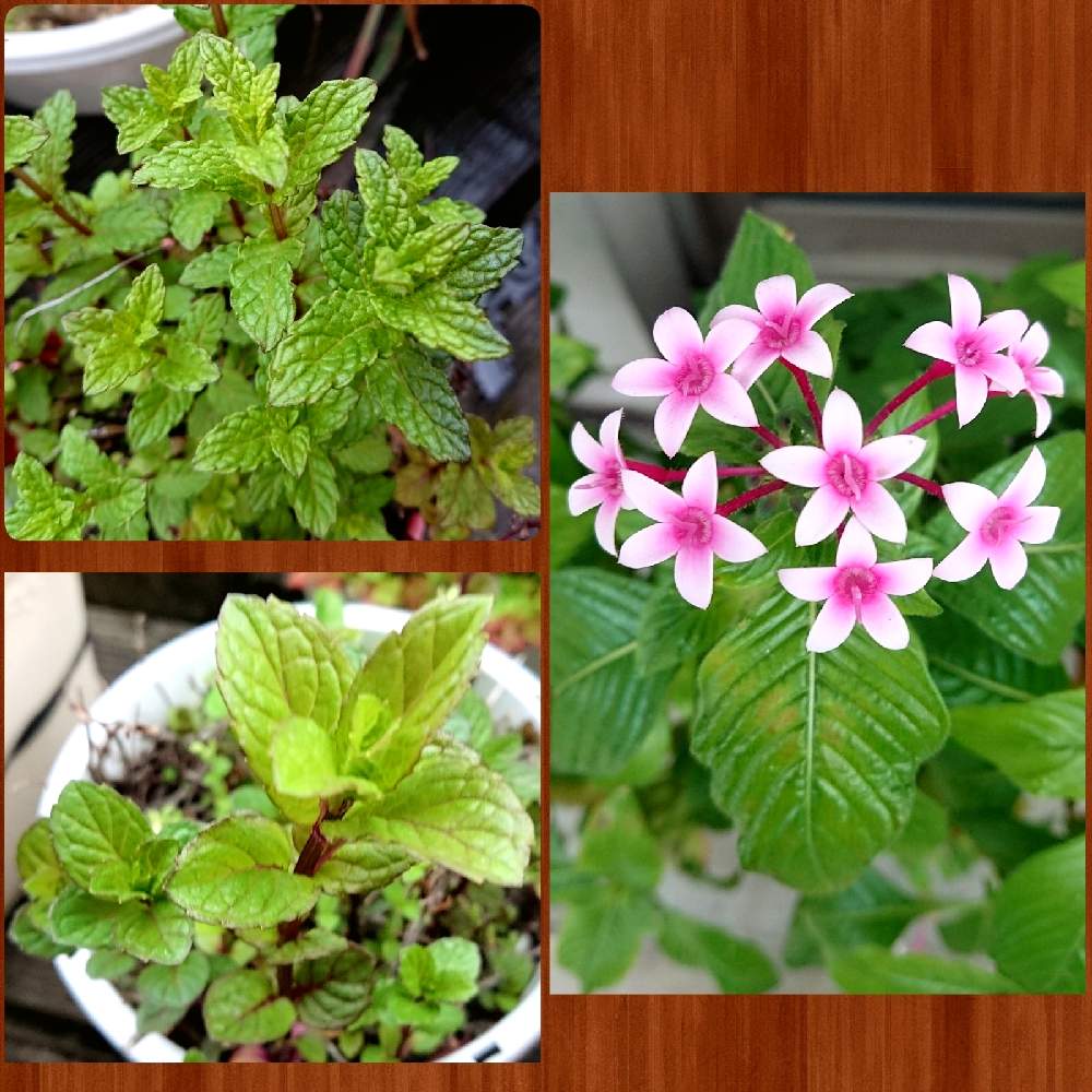 あいまいな 側溝 ミス グレープフルーツ ミント 花 言葉 74 Jp