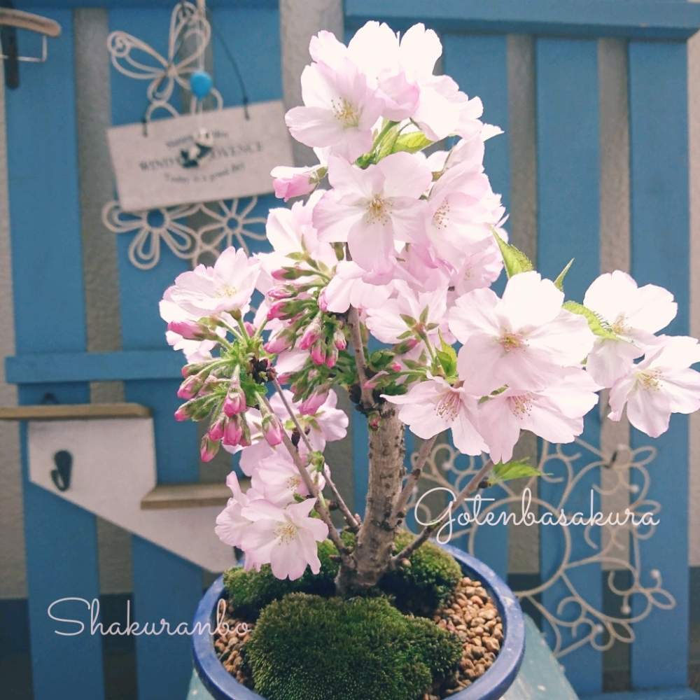 御殿場桜の投稿画像 By しゃくらんぼさん さくら サクラ 桜と今日も笑顔で と元気 とおうち園芸と季節の行事を楽しむと鉢植えと花のある暮らしとはじめてと 癒されてとトキメキ とstay Homeとバルコニストと 21桜 フォトコンテスト 21月3月29日