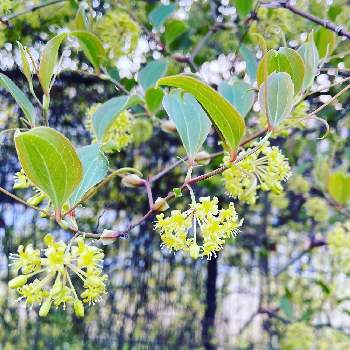 サンキライの実の投稿画像一覧 Greensnap グリーンスナップ