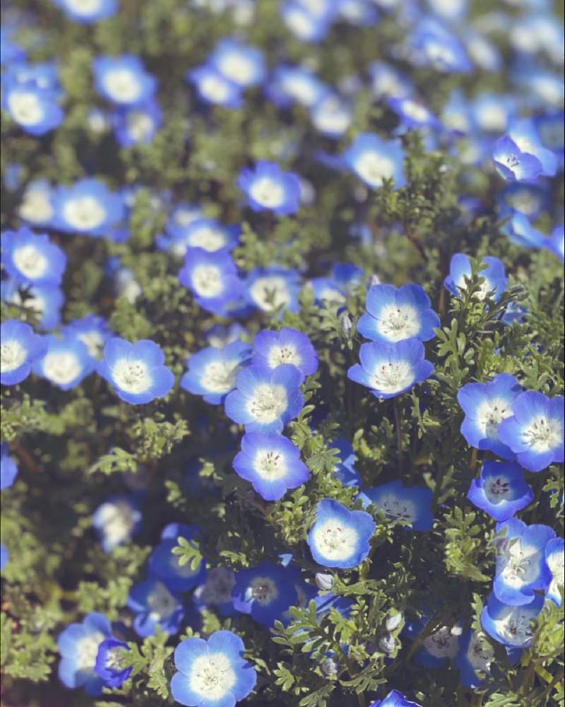 ネモフィラの投稿画像 By M S Little Gardenさん 花言葉と可愛いとガーデニングと花のある暮らしとブルーの花 21月3月29日 Greensnap グリーンスナップ