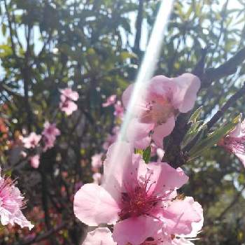 もう一息の画像 by JASMINEさん | みんな元気で！とランニング中ともう一息とつよくやさしくとお天道様に感謝と風を感じてと大丈夫、大丈夫と一歩ずつ前にと深呼吸とナチュラルパワーと今日も元気でと空が高いと頑張ろうと『2021桜』フォトコンテスト