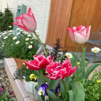 トリプルデッカーの画像 by スローライフさん | 玄関とチューリップとビオラと鉢植えのお花と寄せ植えとおうち園芸とガーデニングと花のある暮らしと日陰の庭と春に育てた花2021 とトリプルデッカー