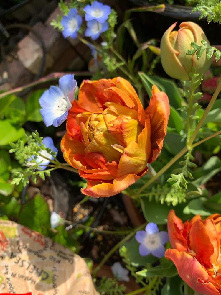 チューリップの投稿画像 By スローライフさん ネモフィラと鉢植えのお花とサカタのタネと寄せ植えとおうち園芸とガーデニングと花のある暮らしと咲いた 21月3月29日 Greensnap グリーンスナップ