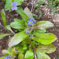 ワスレナグサ,花壇,ガーデニング,ムラサキ科,山野草の画像