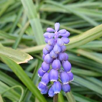 初春の花の投稿画像一覧 Greensnap グリーンスナップ