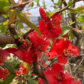 フラワーステッカーの画像 by gurichannel(ぐりちゃんねる) さん | お出かけ先と春のお花と一人一花フラワーステッカーとフラワーステッカーと花粉症と春の訪れとボケの花♡