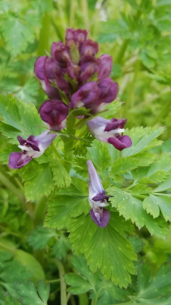 春の草花と野草 青 紫 桃色等の花 2 Greensnap グリーンスナップ