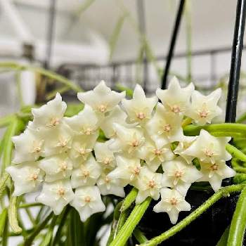 36 割引 美品 ホヤ リネアリス Hoya Plants 植物 多肉 リプサリス 花座 植物 観葉植物 インテリア 住まい 小物 Pumpkinranch Com 36 割引 美品 ホヤ リネアリス Hoya Plants 植物 多肉 リプサリス 花座 植物 観葉植物 インテリア 住まい 小物 Pumpkinranch Com