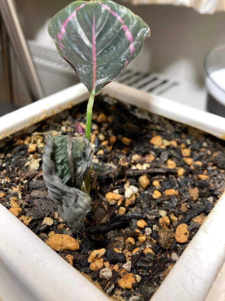 カラテアドッティの救出劇｜🍀GreenSnap（グリーンスナップ）